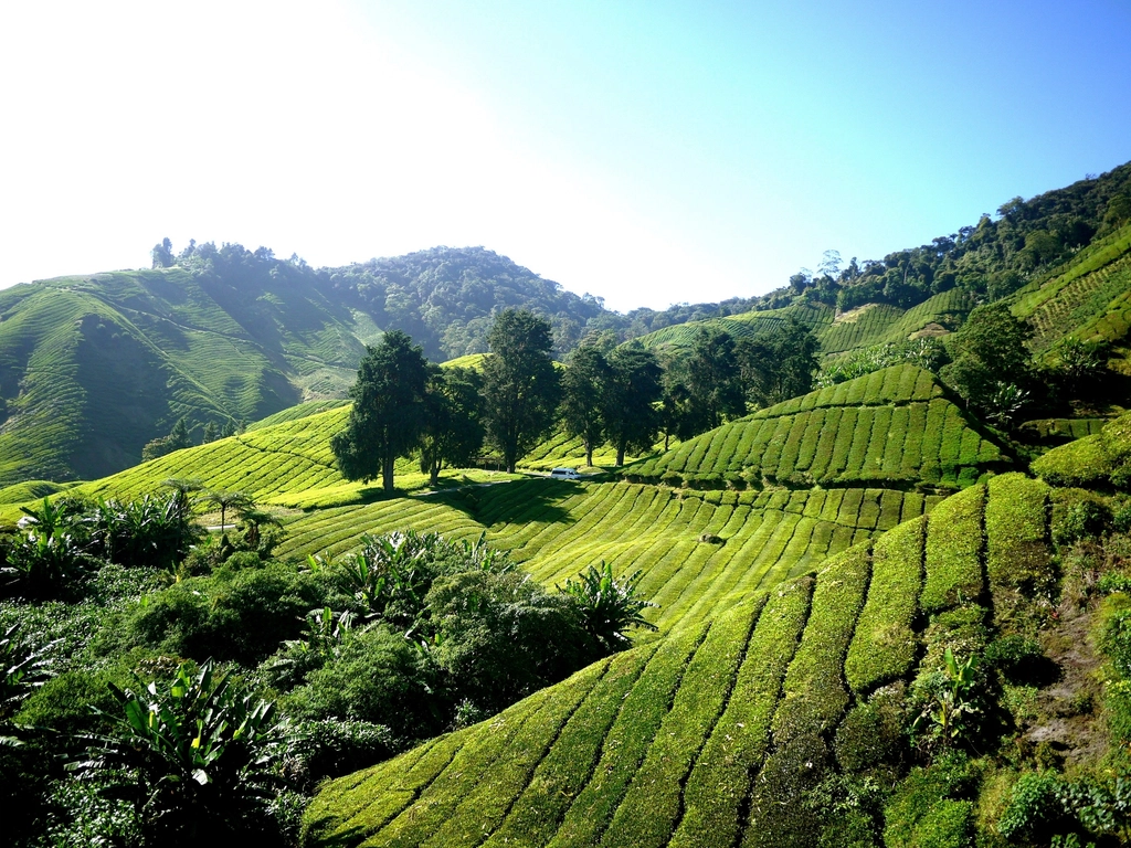 Tea leaves farm Malaysia