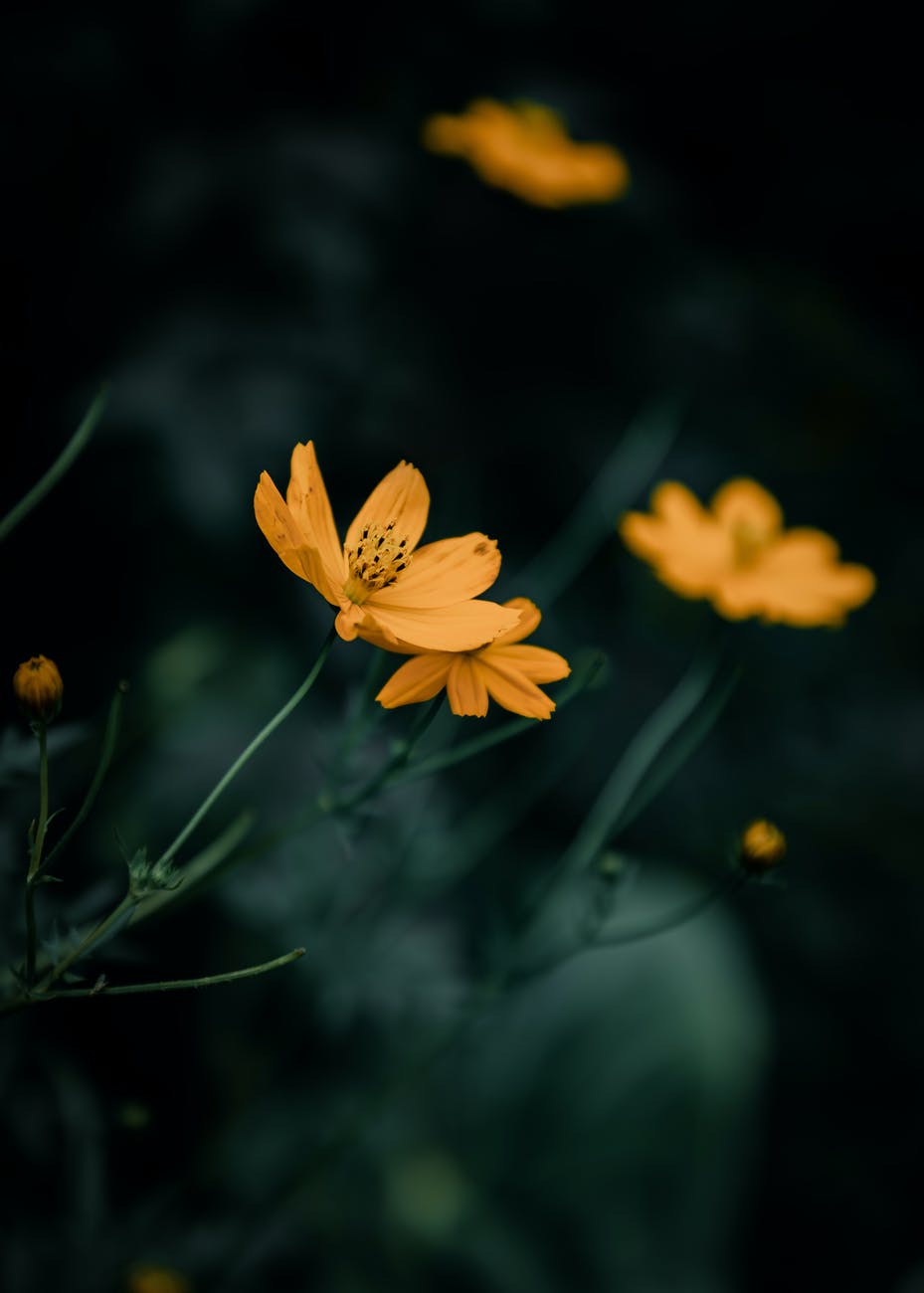 landscape nature flowers summer