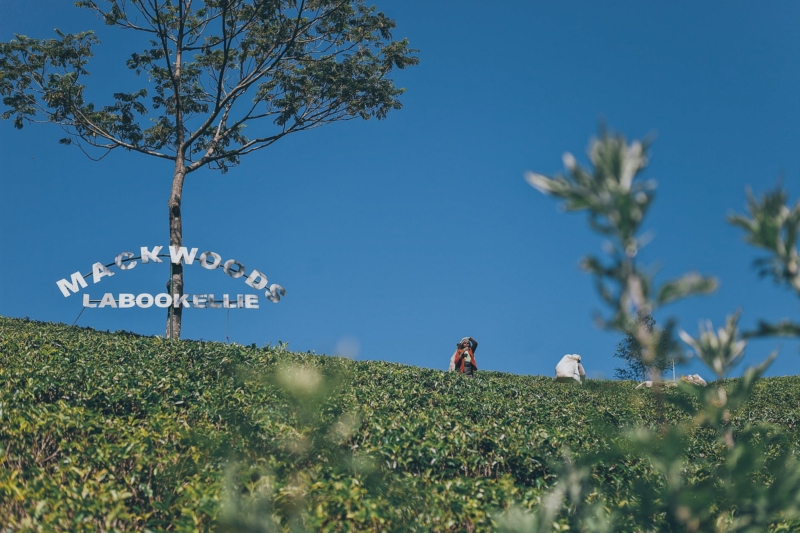 farmers in mackwoods labookellie tea plantation in sri lanka